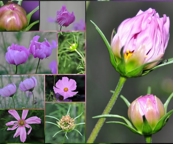 From Bud to Bloom: A Journey through Floral Life Cycles