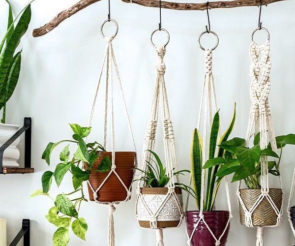 Mastering Plant Care: Tips for Thriving Indoor Gardens
