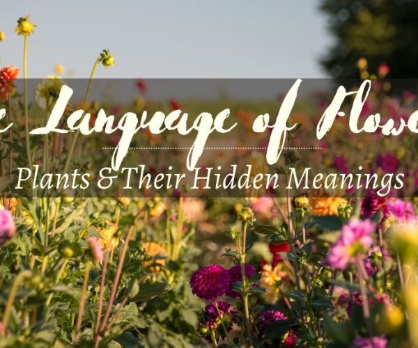 The Language of Flowers: Communicating Through Blooms