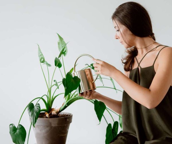 Plant Care 101: The Basics of Nurturing Healthy Plants