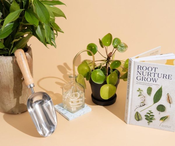 The Essential Guide to Plant Care: Nurturing Your Green Companions